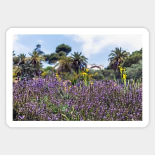 Lush purple sage flowers with palms in the background Sticker